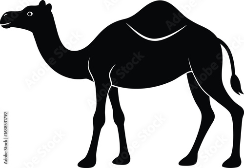 camel in desert