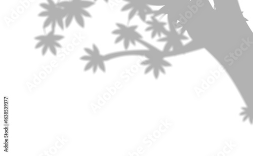 Tree Shadow on White Surface