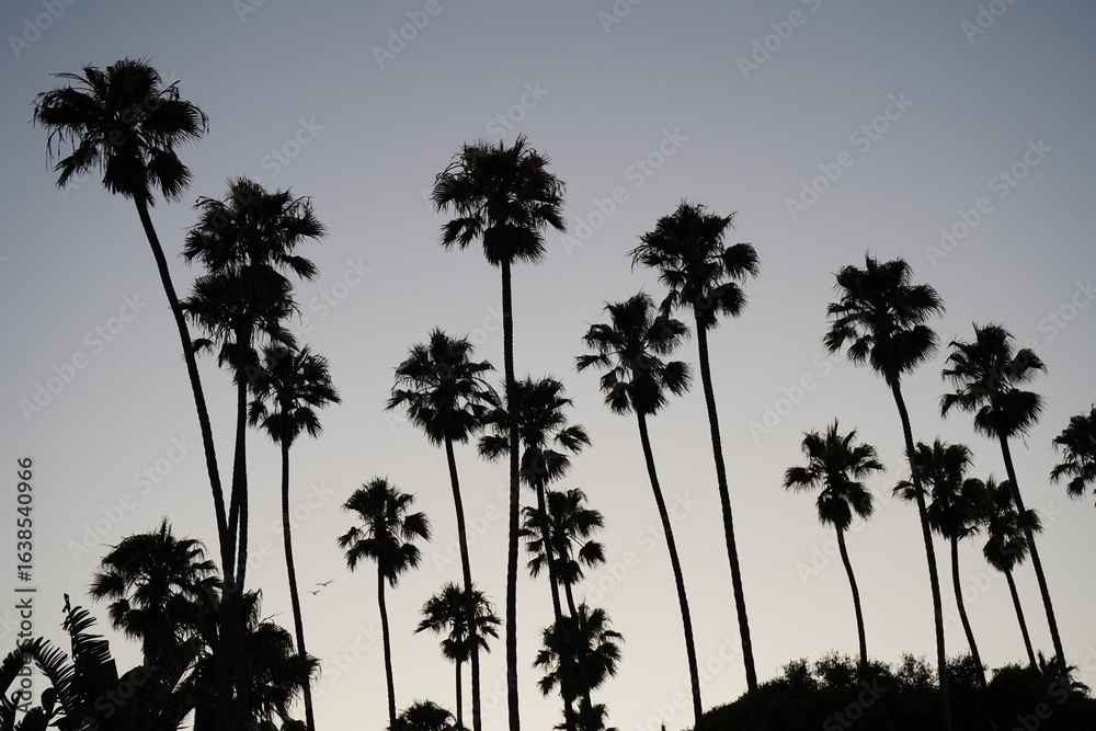 Obraz premium Palm Trees West Coast Southern California Lifestyle