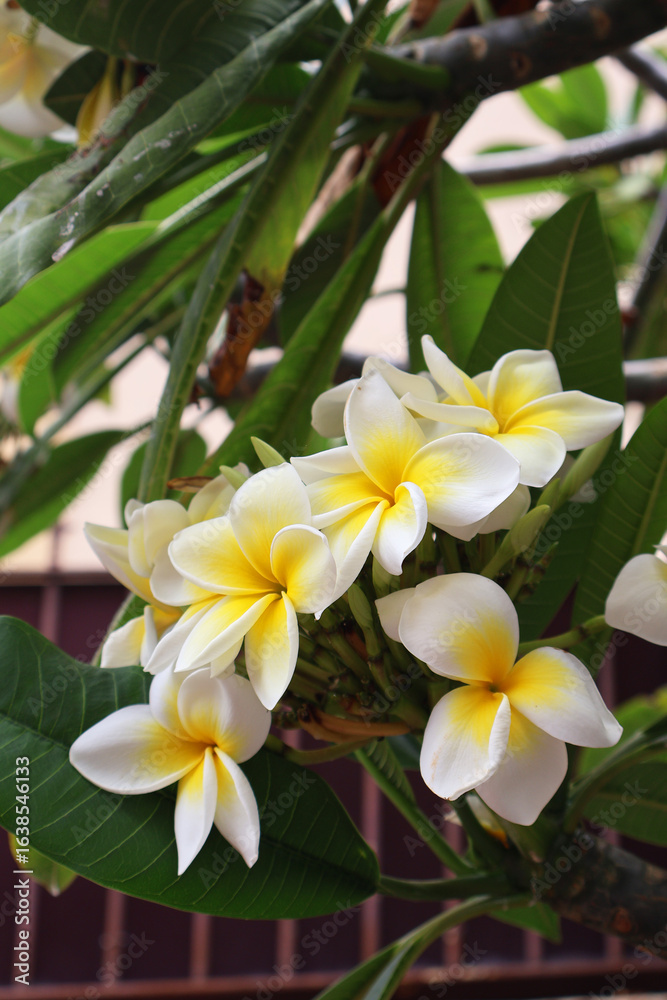 Fototapeta premium frangipani plumeria flower
