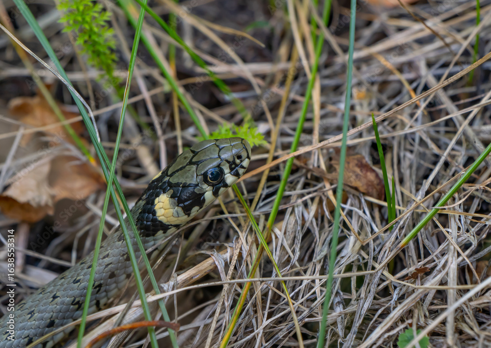 Obraz premium Close-up of a grass snake (Natrix natrix) in dry grass, showing detailed scales and natural camouflage, representing European wildlife and reptile habitats