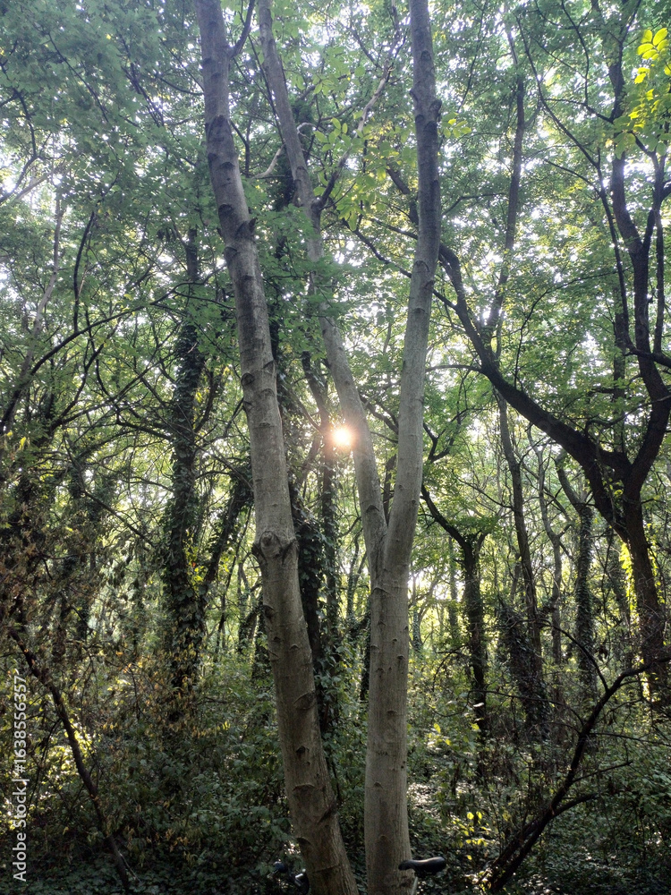 Obraz premium Sunlight Filtering Through Twin Tree Trunks