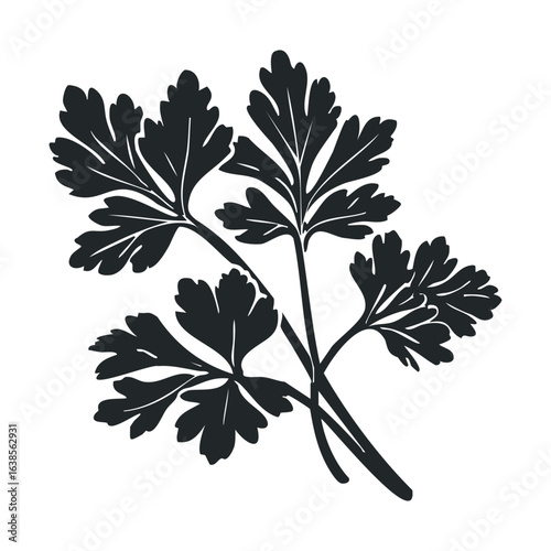 Black silhouette of fresh parsley leaves on white background