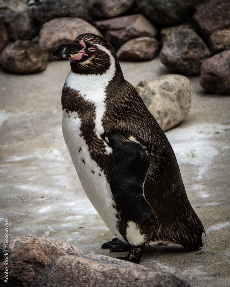 Fototapeta premium Sleepy Penguin 