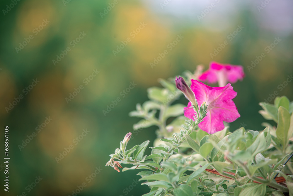 Obraz premium Vibrant Pink Flower with Green Leaves