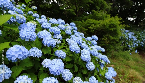 Lush hydrangea blossoms