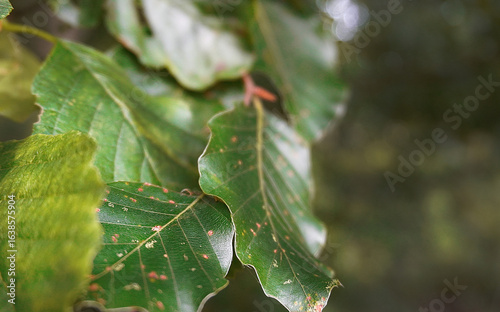 Close up of green beech tree leaves with brown spots natural forest background