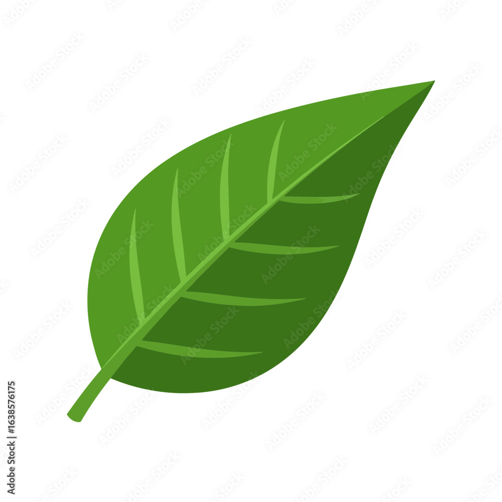 Fototapeta premium A single green leaf isolated on white background, representing nature and growth