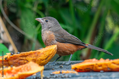 Brazilian Tanager or Tiê-Sangue bird of the Atlantic Forest - Female - South East Brazil - South America (Ramphocelus bresilia) - Eating Papaya