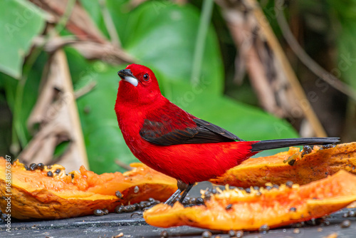 Brazilian Tanager or Tiê-Sangue bird of the Atlantic Forest - Male - South East Brazil - South America (Ramphocelus bresilia) - Eating Papaya