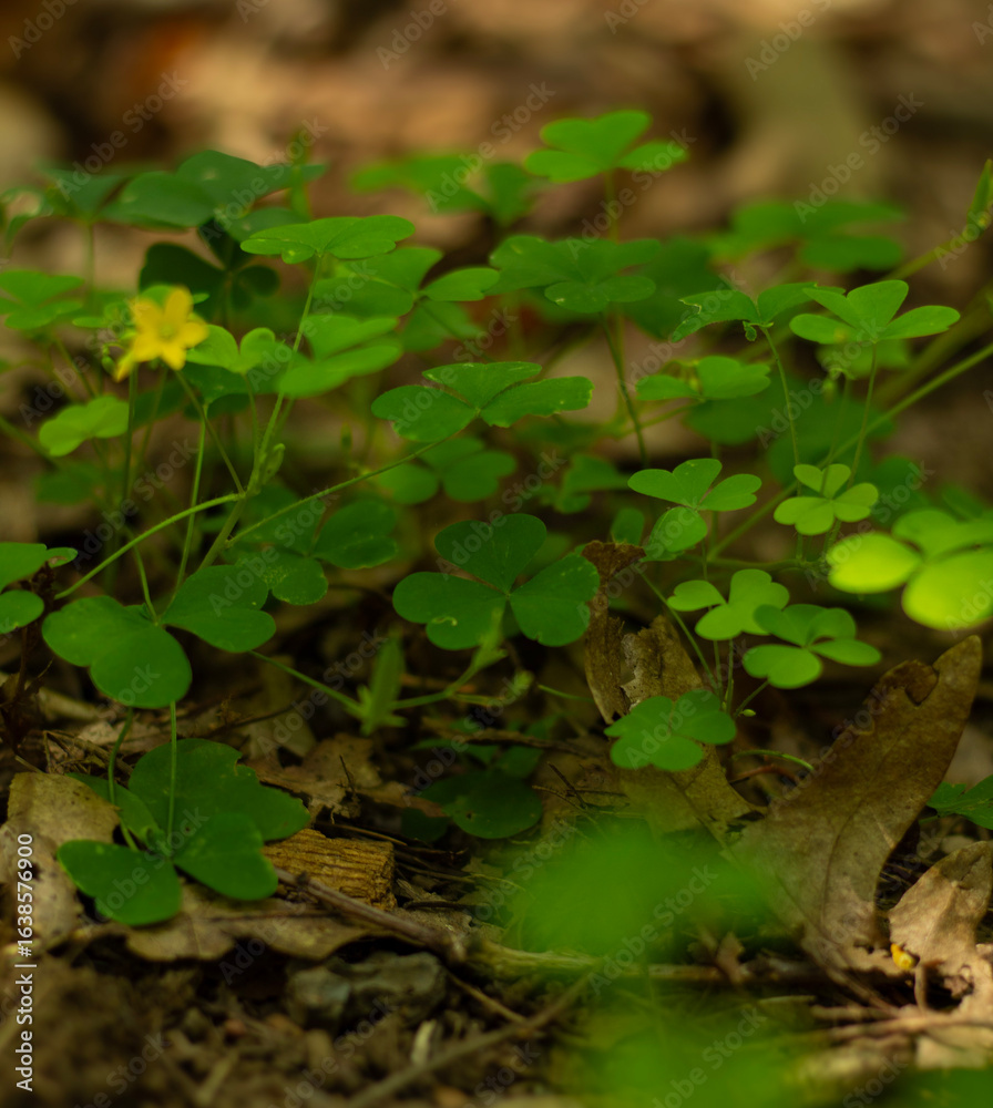 Obraz premium Clovers in the forest 