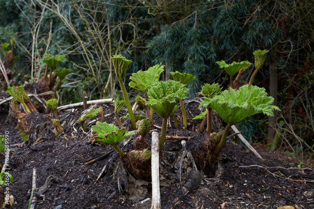 Fototapeta premium Lush, vibrant, and green rhubarb leaves are beautifully emerging from the rich and fertile soil