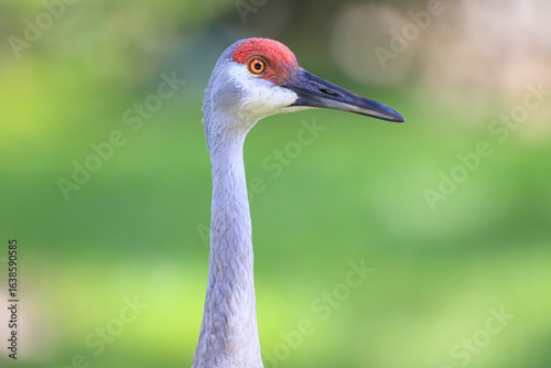 Sandhill Crane Close up 