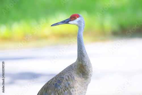 Sandill Crane in Florida 