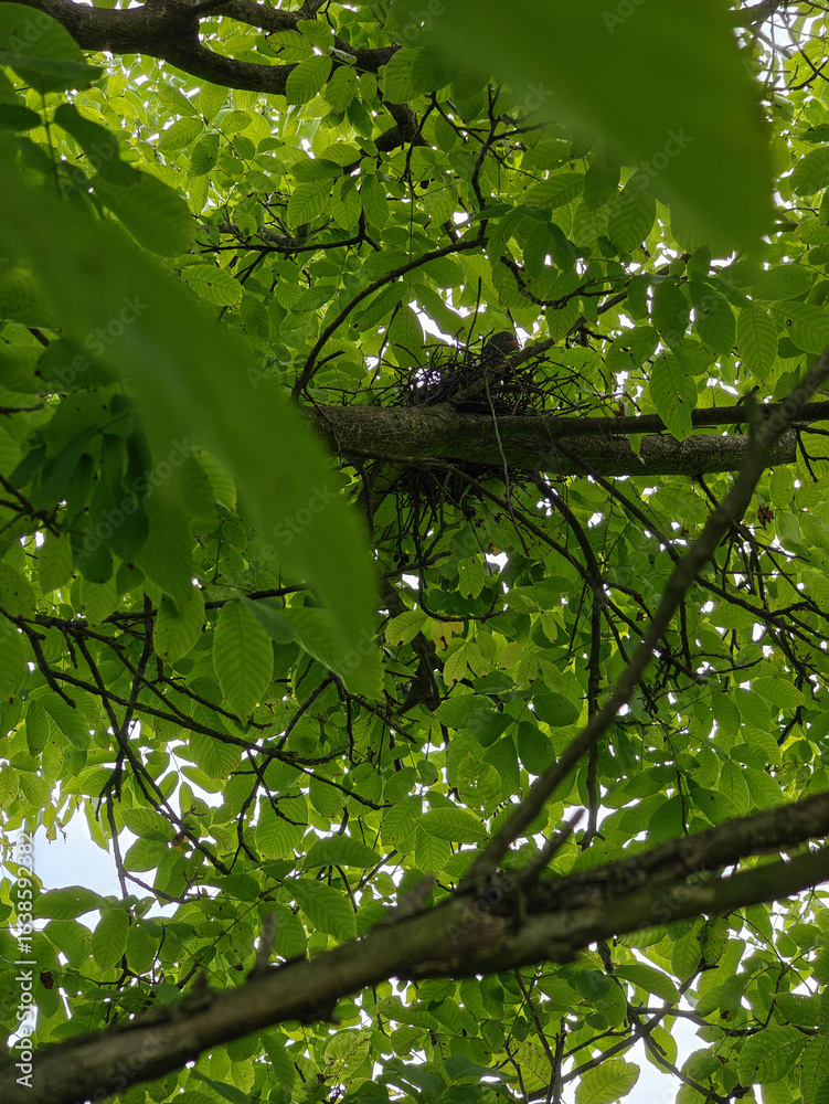 Fototapeta premium Nest with a dove on a walnut tree branch with green leaves. 