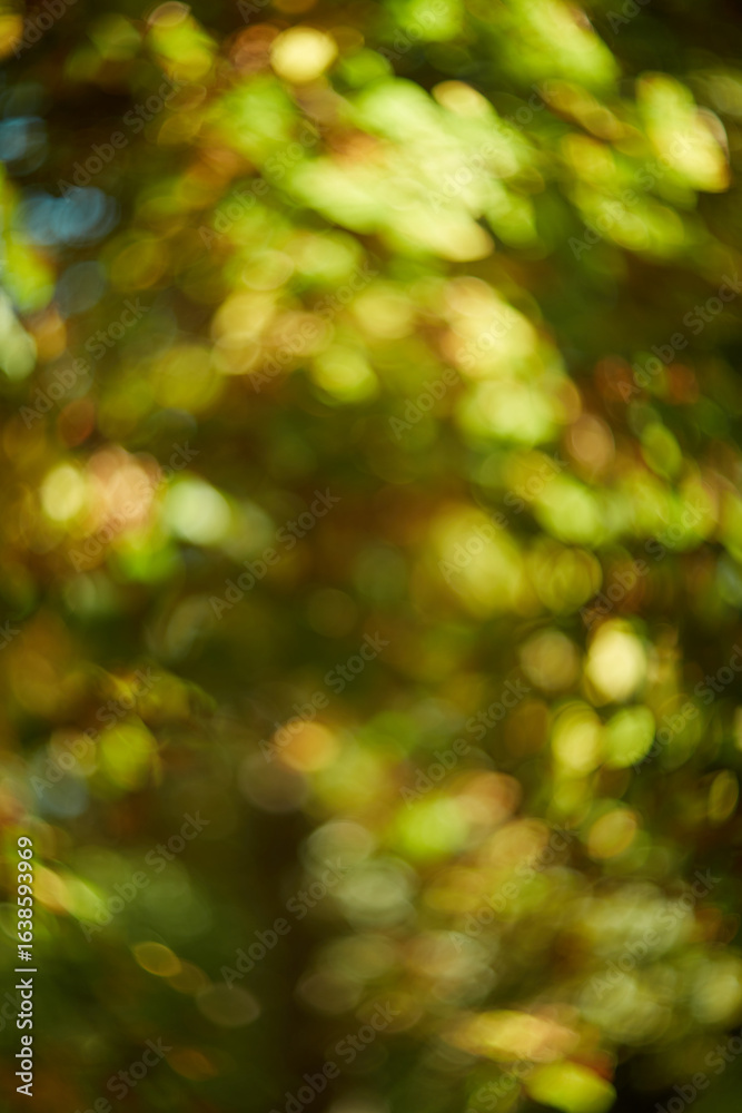 Obraz premium A Beautiful Bokeh Effect of Lush, Natural Greenery Captured in a Soft and Gentle Focus