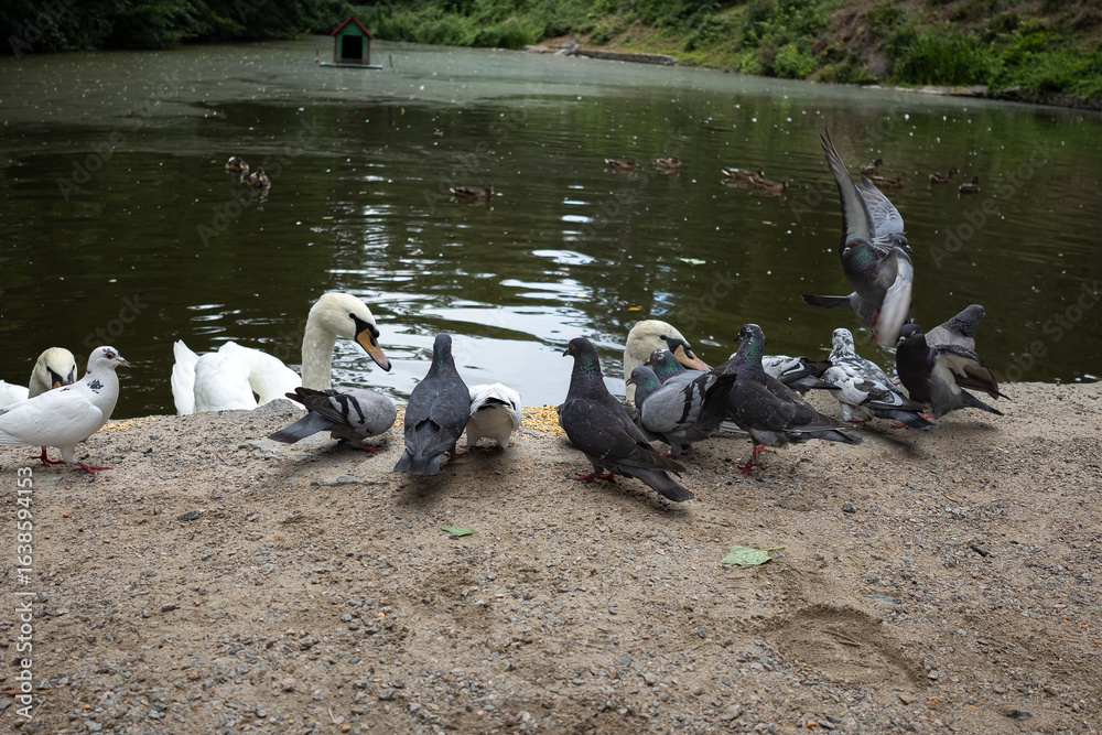 Fototapeta premium Pigeons and a swan feeding by the edge of a peaceful park pond