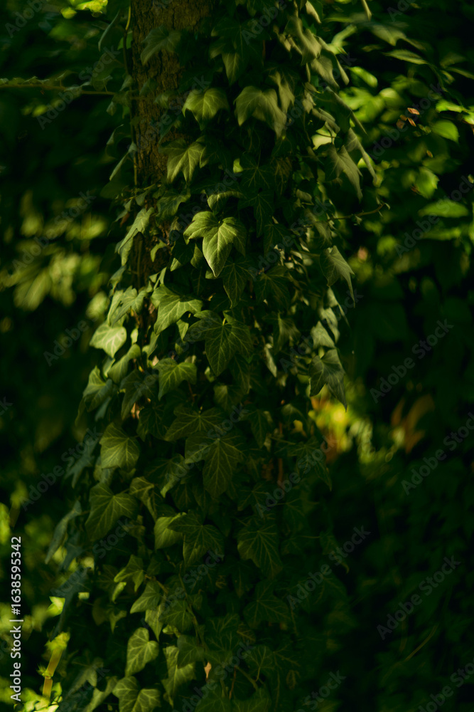 Fototapeta premium Lush green ivy is beautifully climbing up a sturdy tree trunk in the serene backyard environment