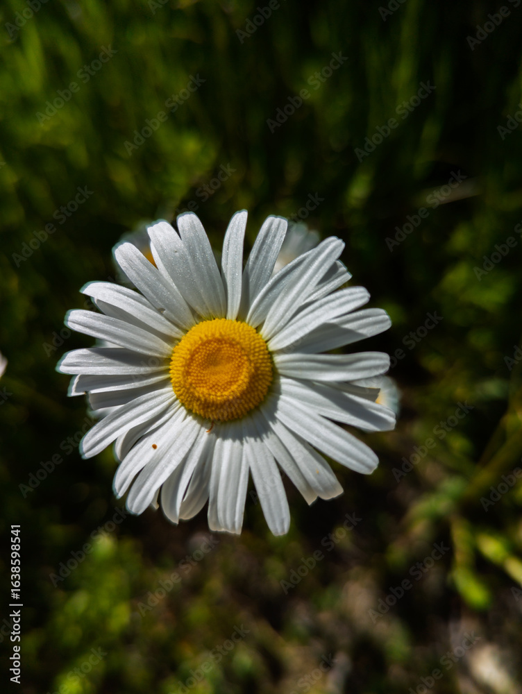 Fototapeta premium Single white daisy flower growing in green grass