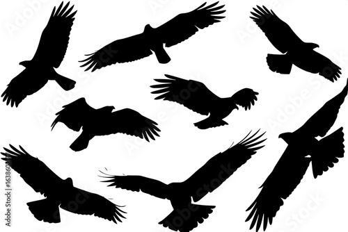 "Top-down view of nine eagles in black silhouette, wings spread or folded mid-flight, some diving, some landing, evenly spaced in a balanced composition, pure black-and-white."