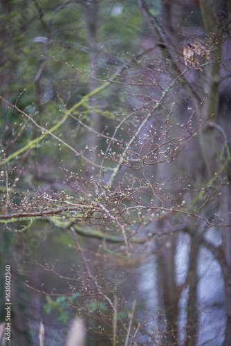A Serene Nature Scene Showcasing Bare Trees and Calm Waters Reflecting the Environment