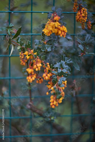 A stunning display of vibrant yellow flowers beautifully contrasts against a lush green fence