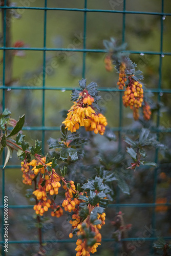 A stunning display of vibrant yellow flowers beautifully contrasts against a lush green fence