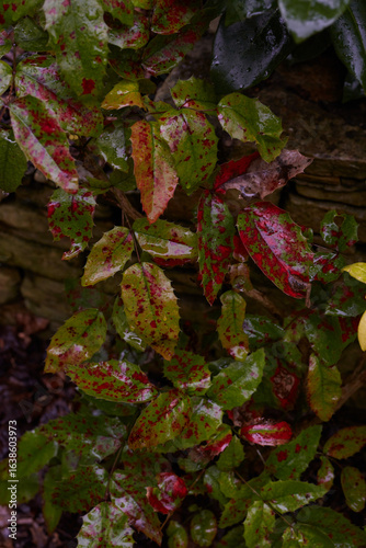 A beautiful display of vibrant foliage adorned with glistening raindrops and colorful leaves