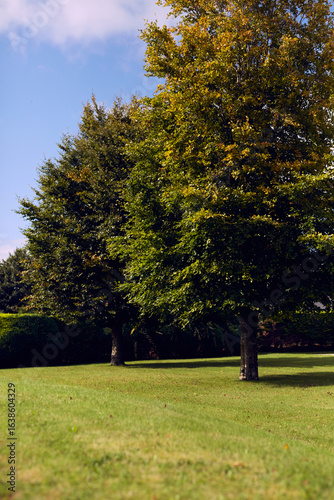 A tranquil and serene park scene filled with lush green grass and beautiful trees all around