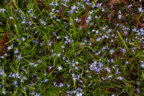 A Vibrant Field of Beautiful Blue Flowers Surrounded by Lush Green Grass in Nature
