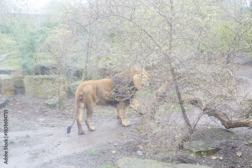A Majestic Lion Roaming Freely in Its Natural African Habitat Amidst the Savanna Grasslands