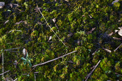 A Beautiful, Lush Green MossCovered Ground is Found Within the Vibrant Ecosystem of Nature