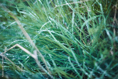 Lush and Vibrant Green Grass Drenched with Morning Dew, Embraced by Natures Beauty