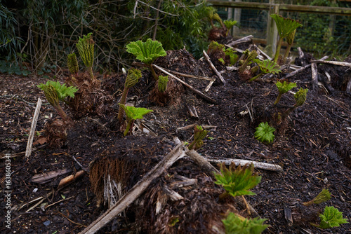 Lush, vibrant, and green rhubarb leaves are beautifully emerging from the rich and fertile soil
