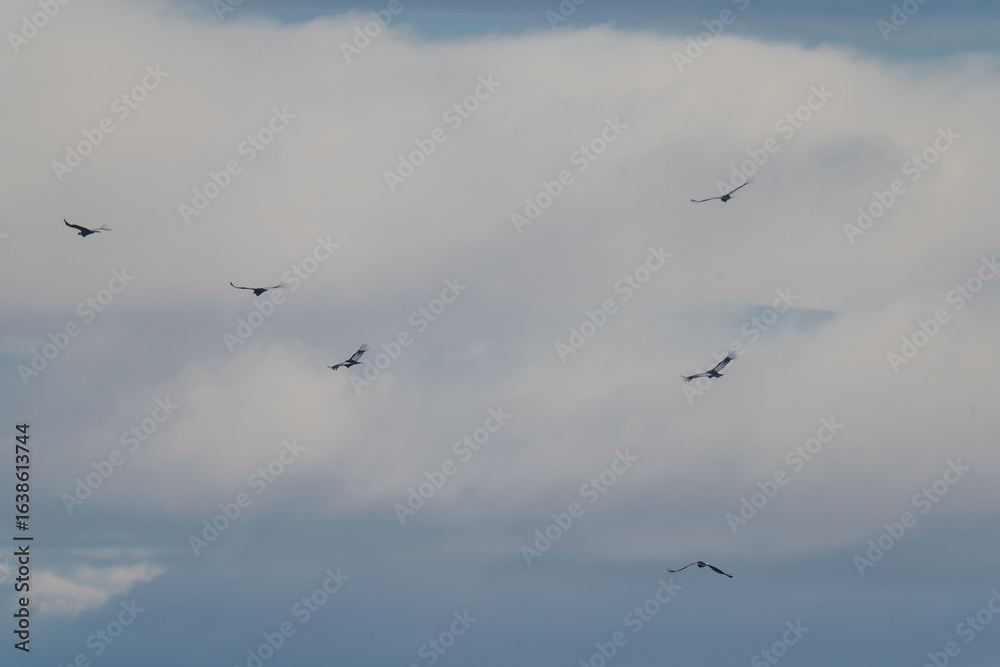 giant birds Andean condor in flight giant birds Andean condor in flight