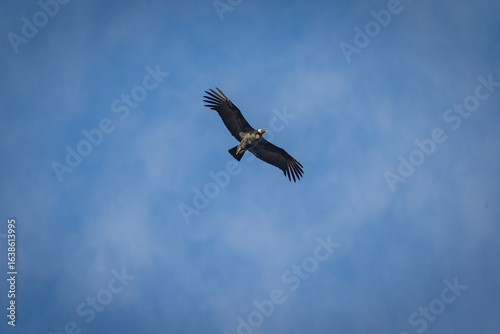 Andean condor in flight