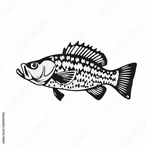 Black Crappie Animal Icon