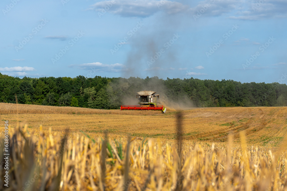 Fototapeta premium Harvesting season in the countryside with a combine harvester working in a golden field under a clear sky