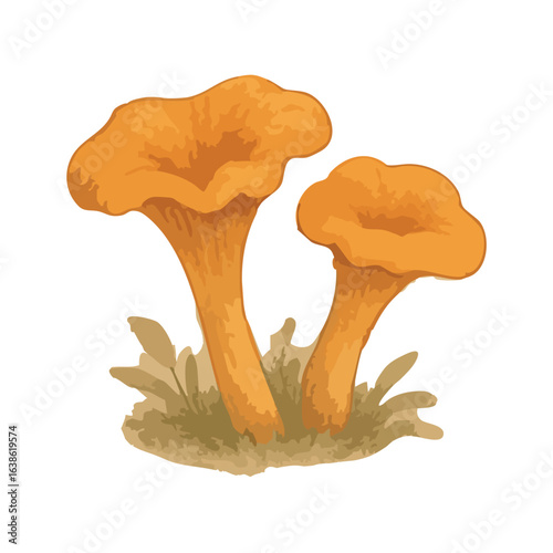 Illustration of two chanterelle mushrooms