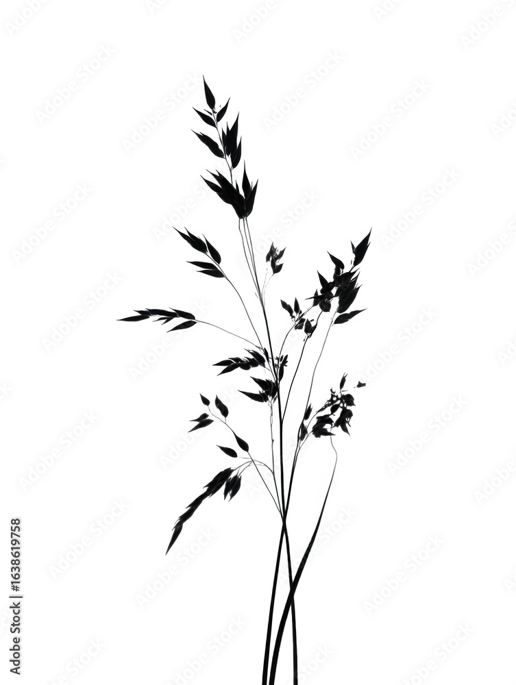 Fototapeta premium Black silhouette of a grass stalk with seeds isolated on a transparent background