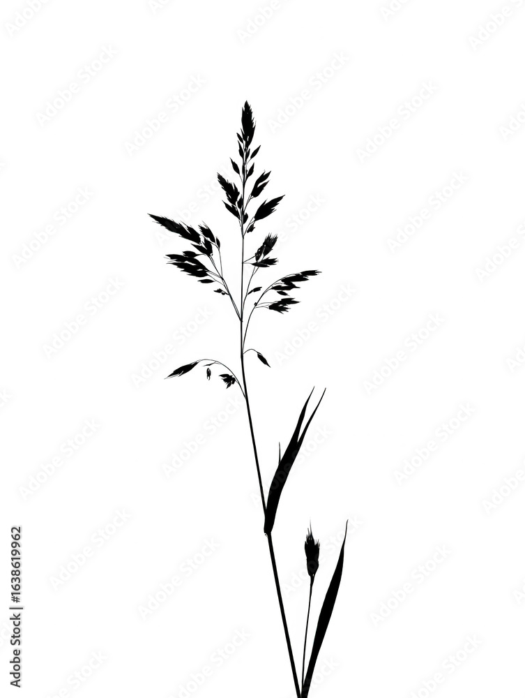 Naklejka premium A single stalk of grass with seeds, isolated on transparent background