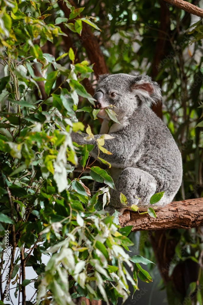 Obraz premium koala in a tree