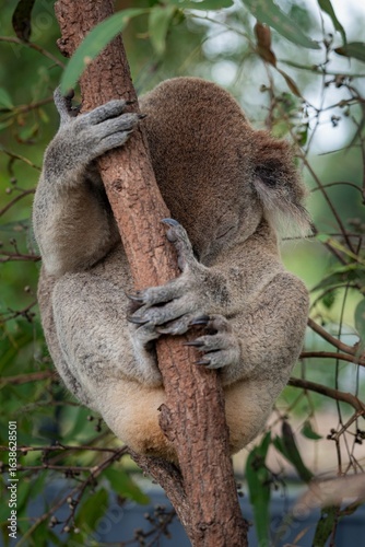 koala in tree