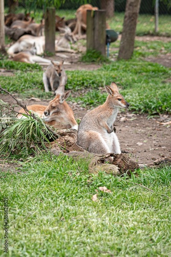 kangaroo in the grass