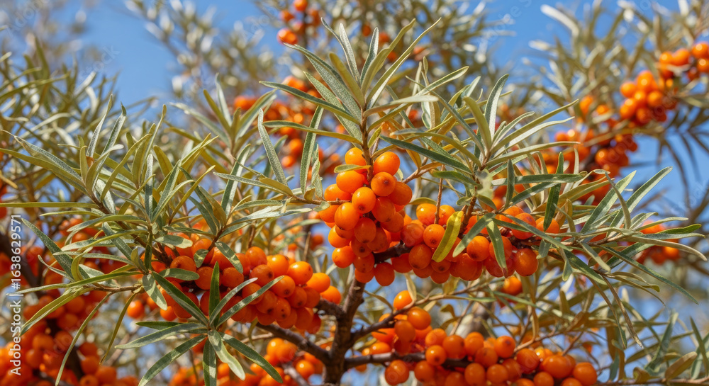 Close-up of a sea buckthorn (Hippophae rhamnoides) branch with vibrant orange berries and green leaves against a bright blue sky
Close-up of a sea buckthorn (Hippophae rhamnoides) branch with vibrant orange berries and green leaves against a bright blue sky