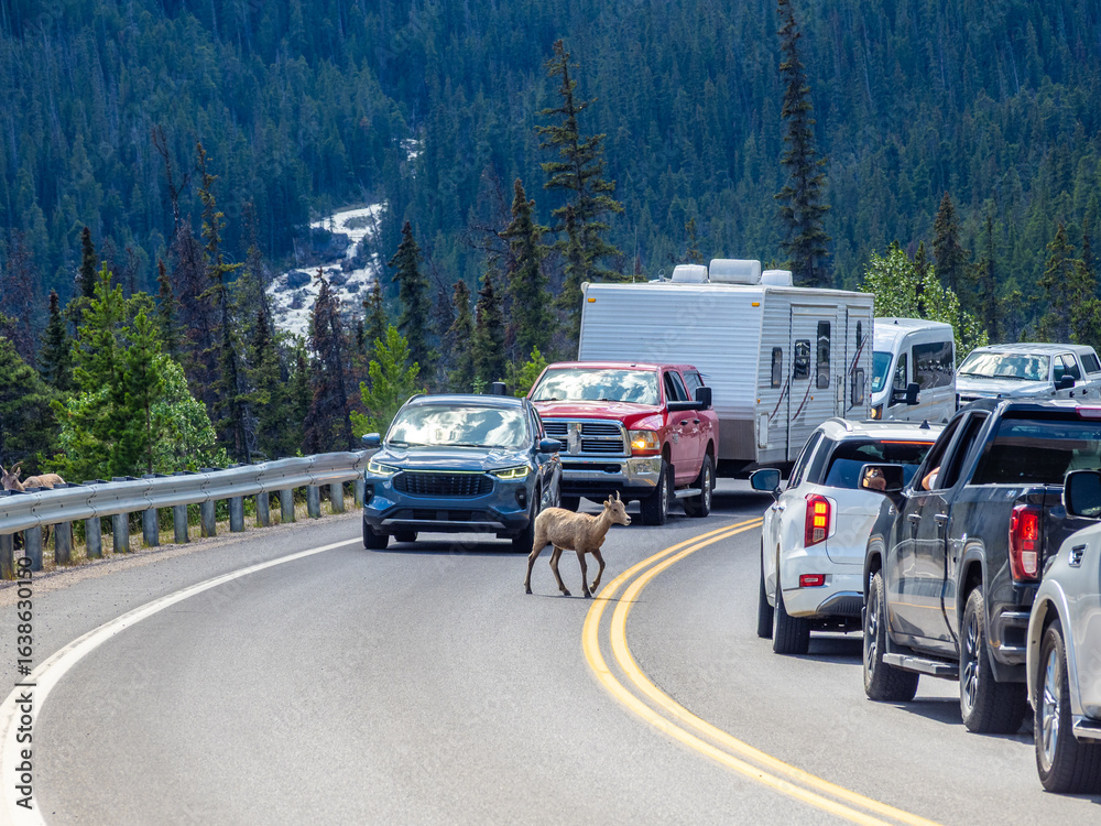 Bighorn sheep blocking traffic on a winding mountain road Bighorn sheep blocking traffic on a winding mountain road