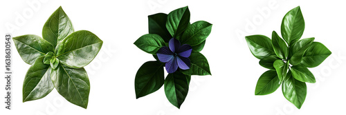 Three different types of plants are shown in a row