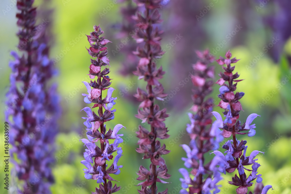 Fototapeta premium Close Up Of Purple Woodland Sage (Salvia Nemorosa) Flowers Blooming In A Summer Garden With A Green Bokeh Background.