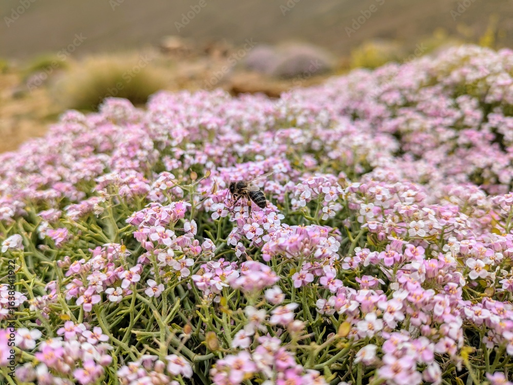 Obraz premium Bee on blooming wildflowers in a mountainous spring landscape