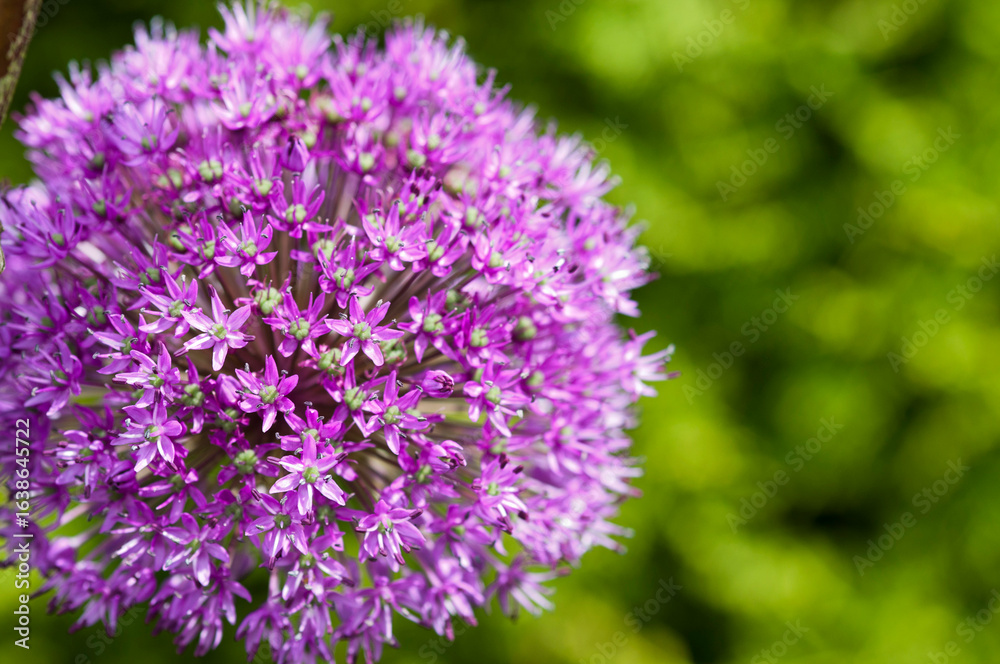 Allium flowers Allium flowers